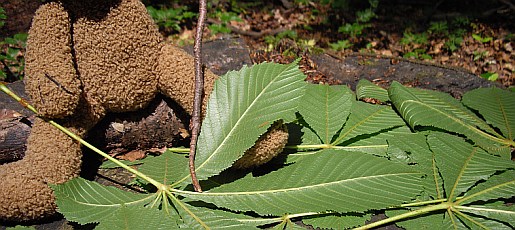 philwald21