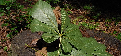 philwald22