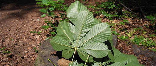 philwald23