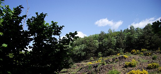 tal07